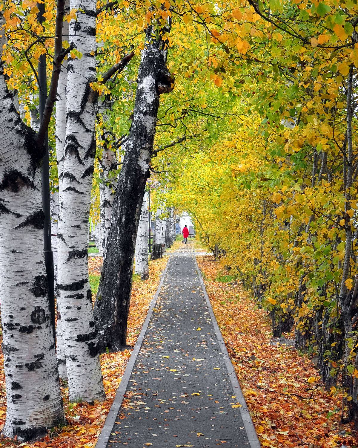 пейзаж, осень, парк, деревья, Александр Титов