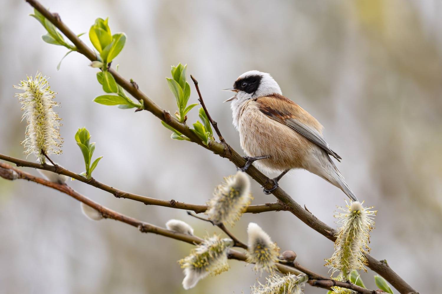 ремез, весна, верба, птицы, Ruslan Pl