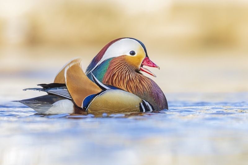 мандаринка, утка, птицы, красная книга Мандаринка фото превью