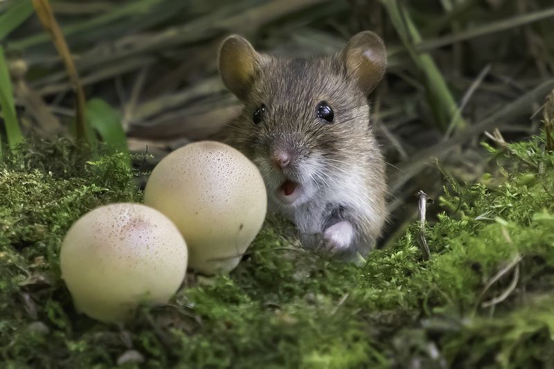 лес, нора, мышь, грибы Удивление фото превью