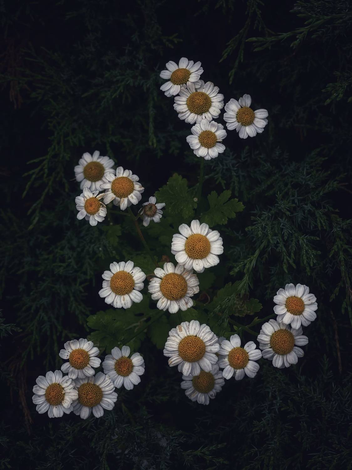 , Павел Швец