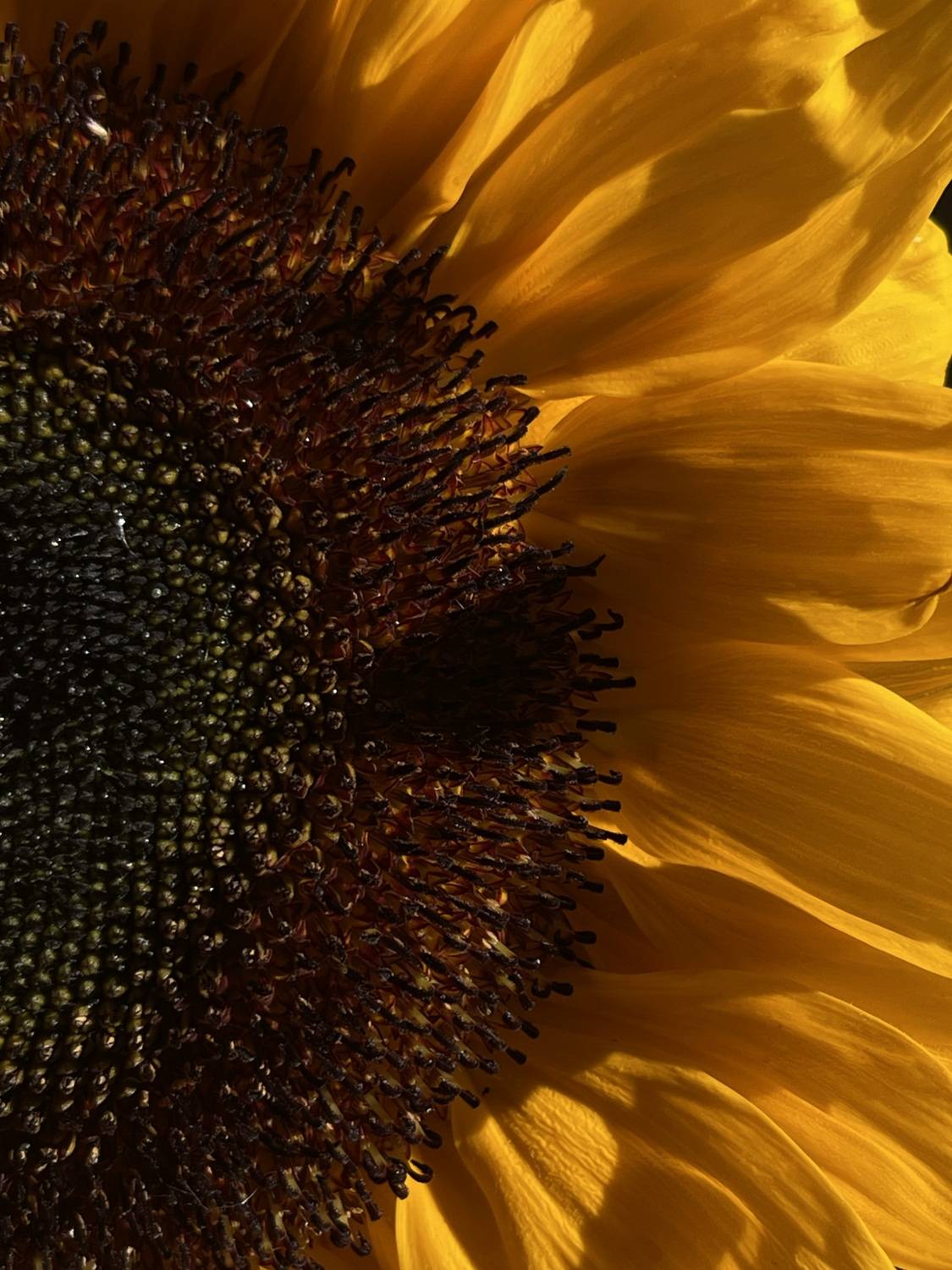 , Павел Швец