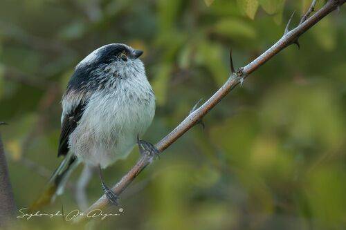 Nature | Wildlife Photography | Adventure