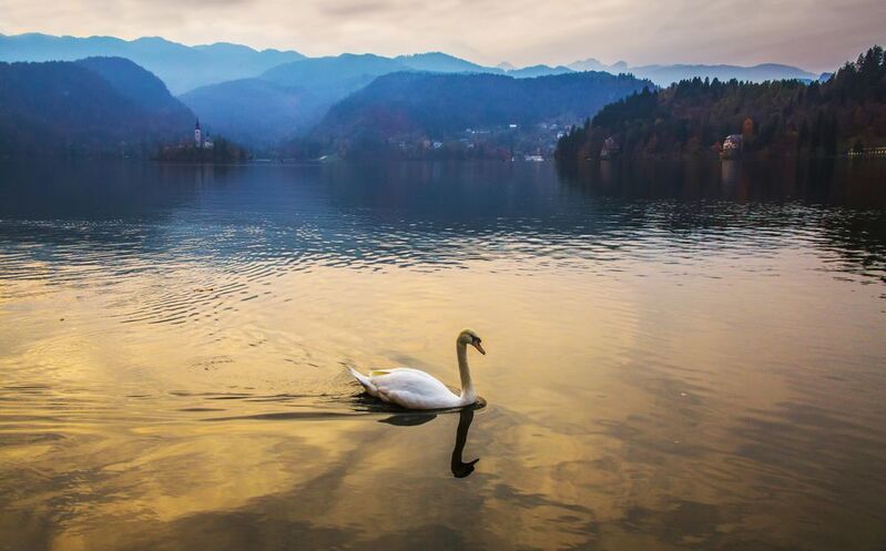 горы озеро пейзаж облака отражение утро Лебедь на озере Блед фото превью