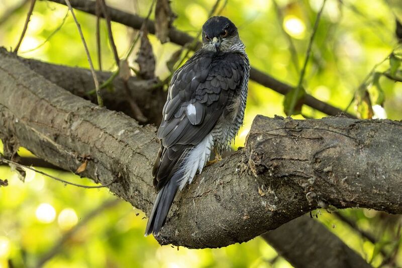 Ястреб перепелятник. фото превью