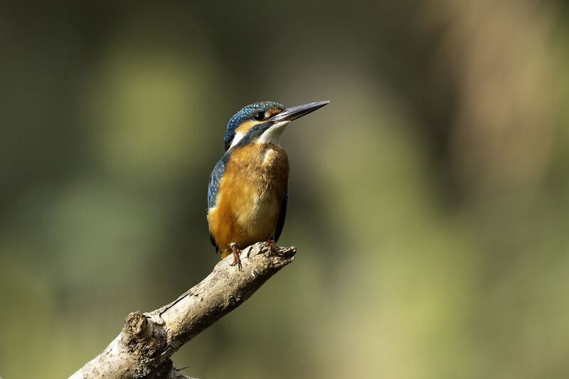 Обыкновенный зимородок. фото превью