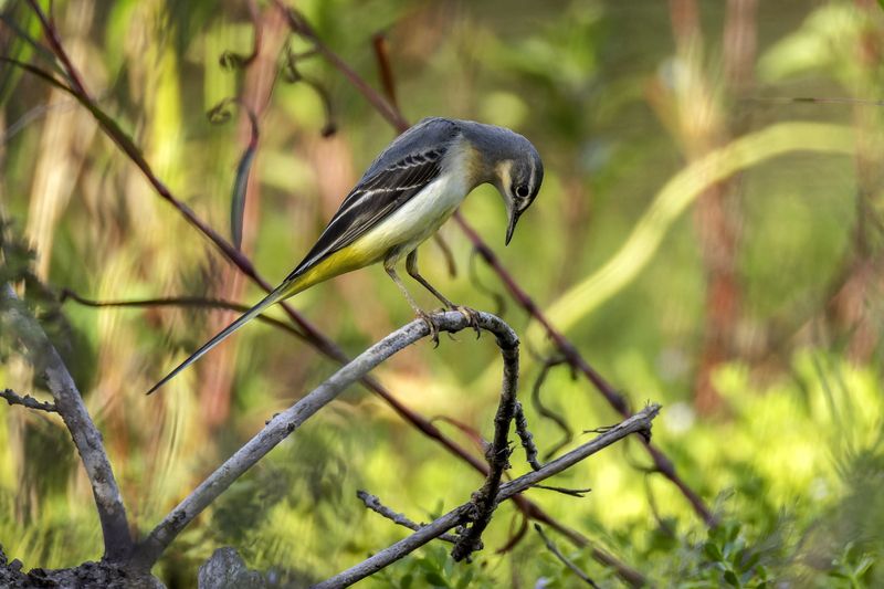 Горная трясогузка. фото превью
