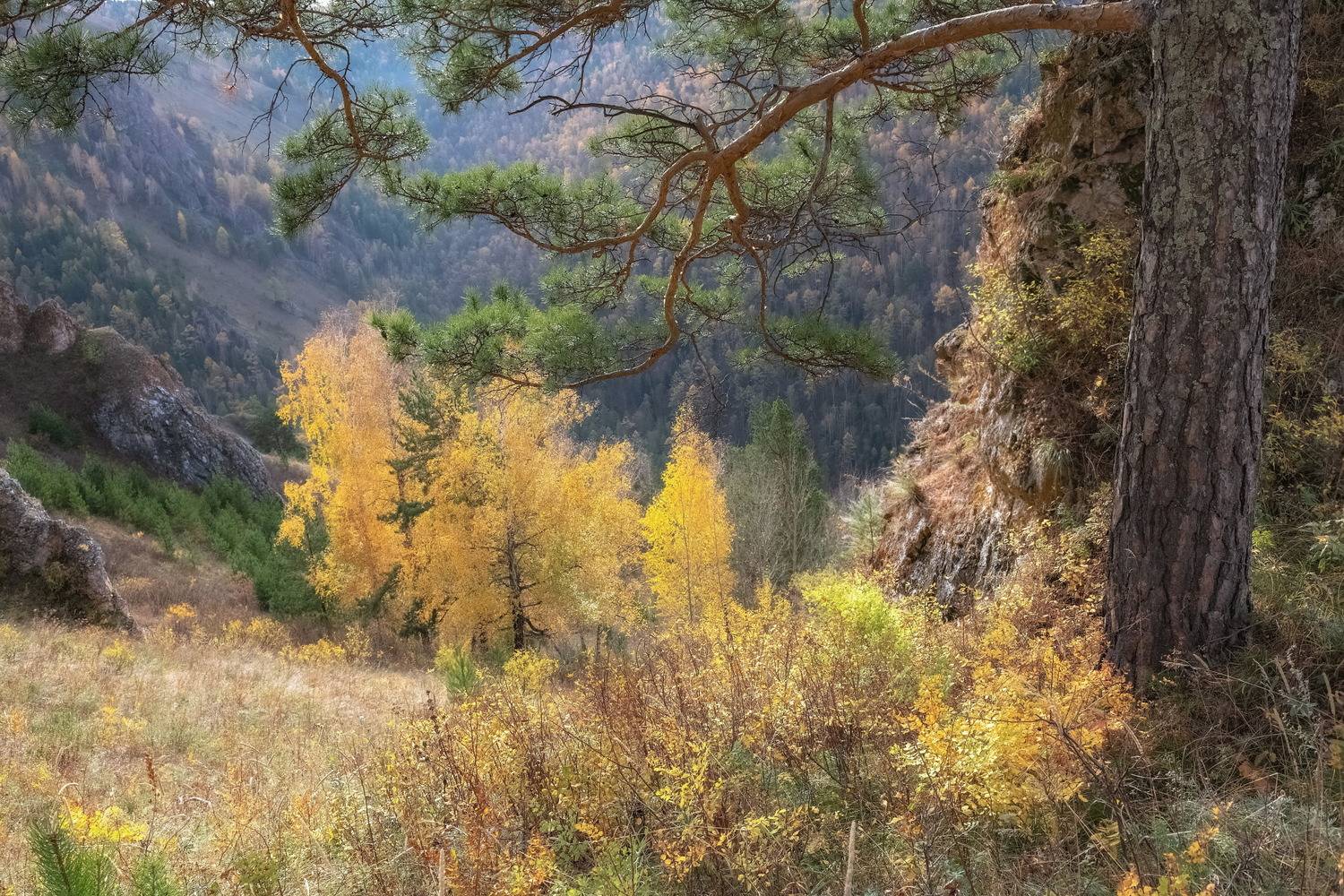 осень, торгашинский хребет, склон, березы, Марина Фомина