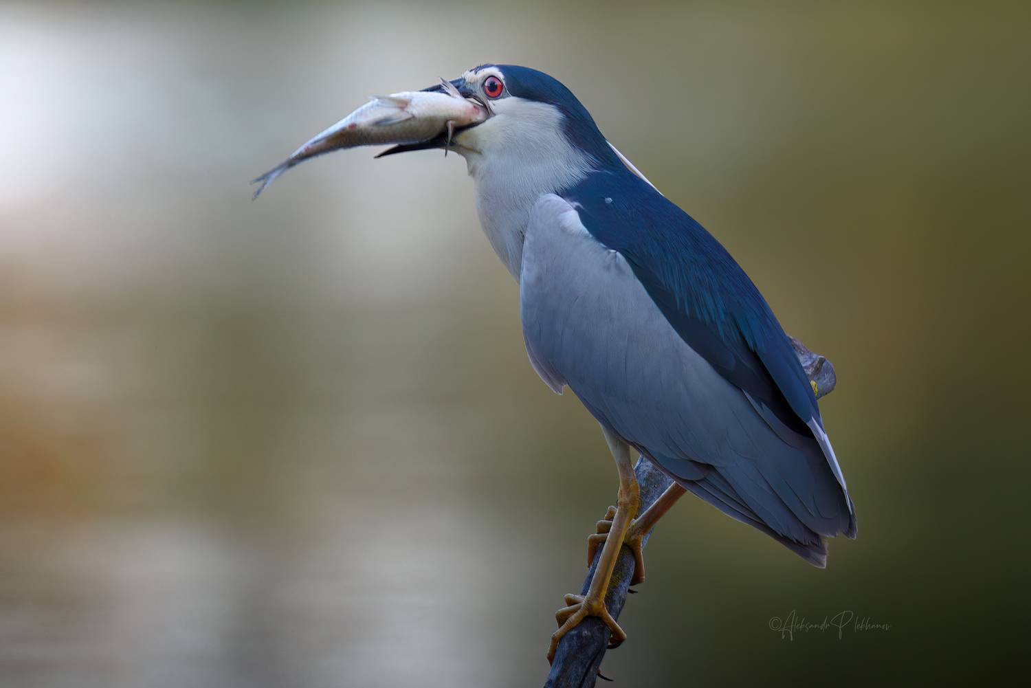 hungry, Плеханов Александр