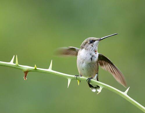 самка. Рубиновогорлый Колибри -  Ruby-throated Hummingbird