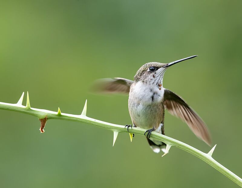 колибри,ruby-throated hummingbird, hummingbird самка. Рубиновогорлый Колибри -  Ruby-throated Hummingbird фото превью