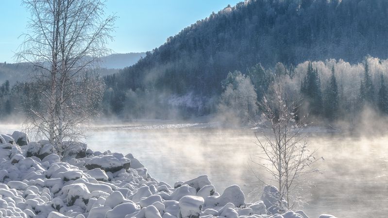 Березы фото превью