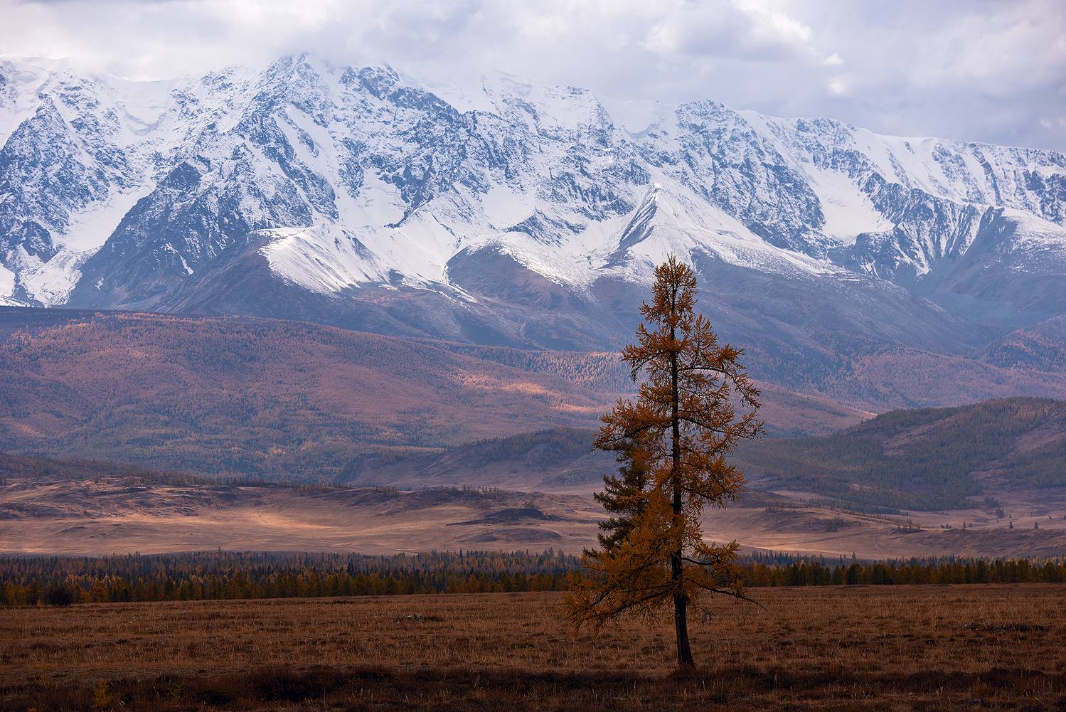 алтай, курай, курайская степь, Petrova Anastasia