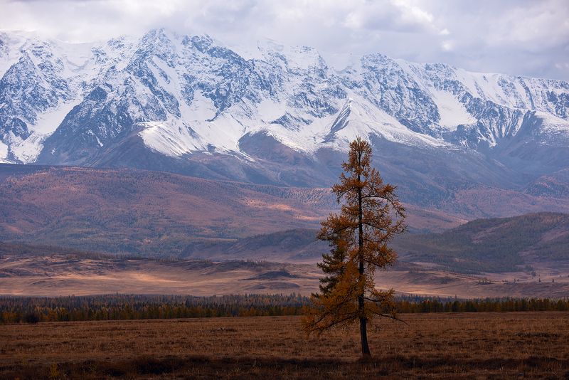 алтай, курай, курайская степь *** фото превью