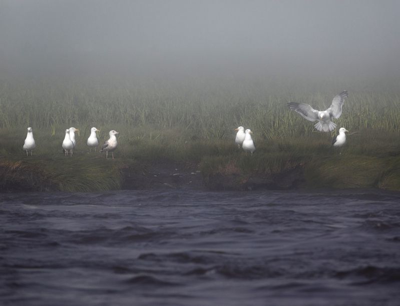 птицы,  чайки, туман, природа, море Чайки на рассвете фото превью