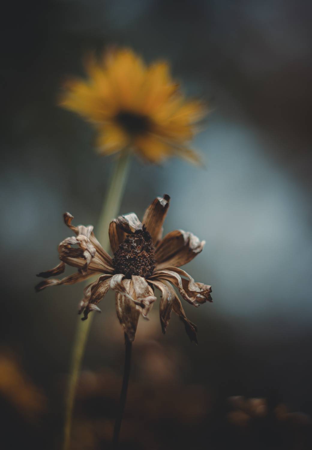 , Вайсберг Александр