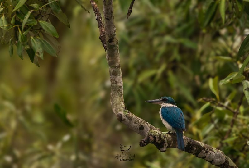 Kingfisher фото превью