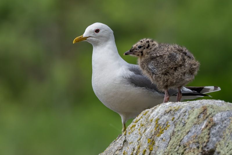 сизая чайка, птенец, чайка, птицы Семейство сизой чайки фото превью