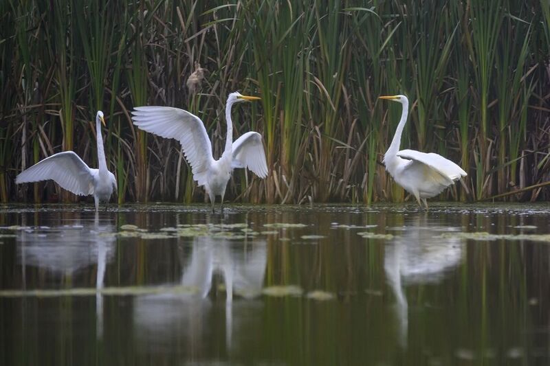 Любовный треугольник. Разборки белых цапель фото превью