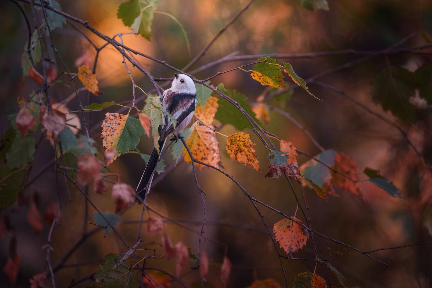 природа, лес, поля, огороды, животные, птицы, макро, Дмитрий Посевич