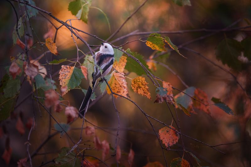 природа, лес, поля, огороды, животные, птицы, макро Вот и пришла уже осень нечаянно... фото превью