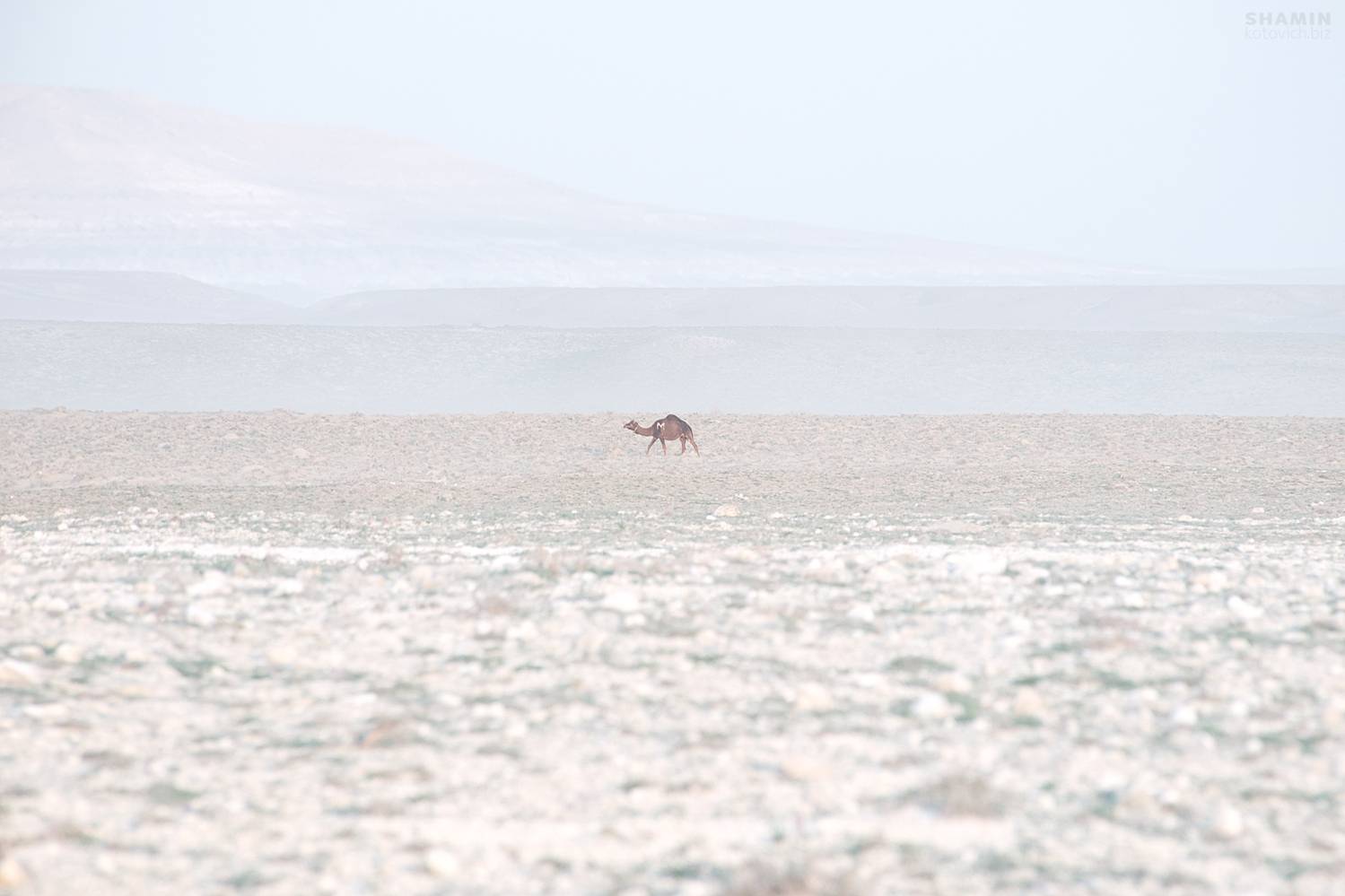 , Константин Шамин