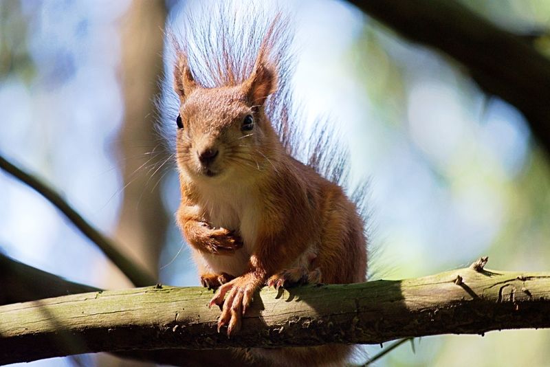 Белки всякие разные фото превью