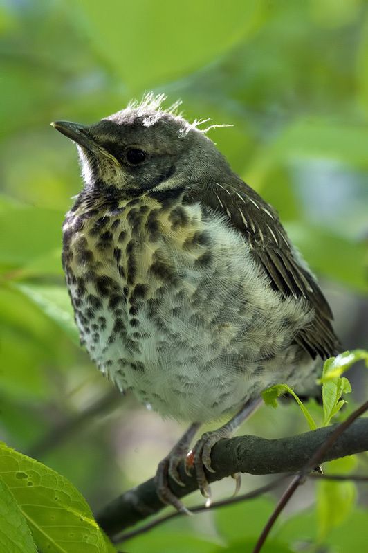 дрозд, птенец, весна  фото превью