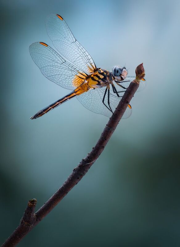 Ethereal perch фото превью