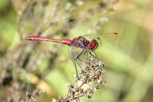 Сжатобрюх кроваво-красный (Sympetrum sanguineum)