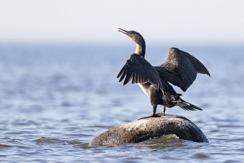 баклан, птицы Большой баклан фото превью
