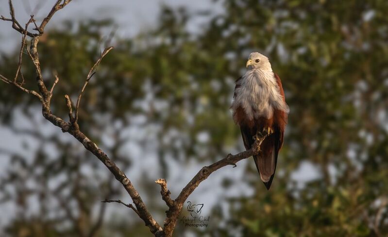 Brahminy kite фото превью