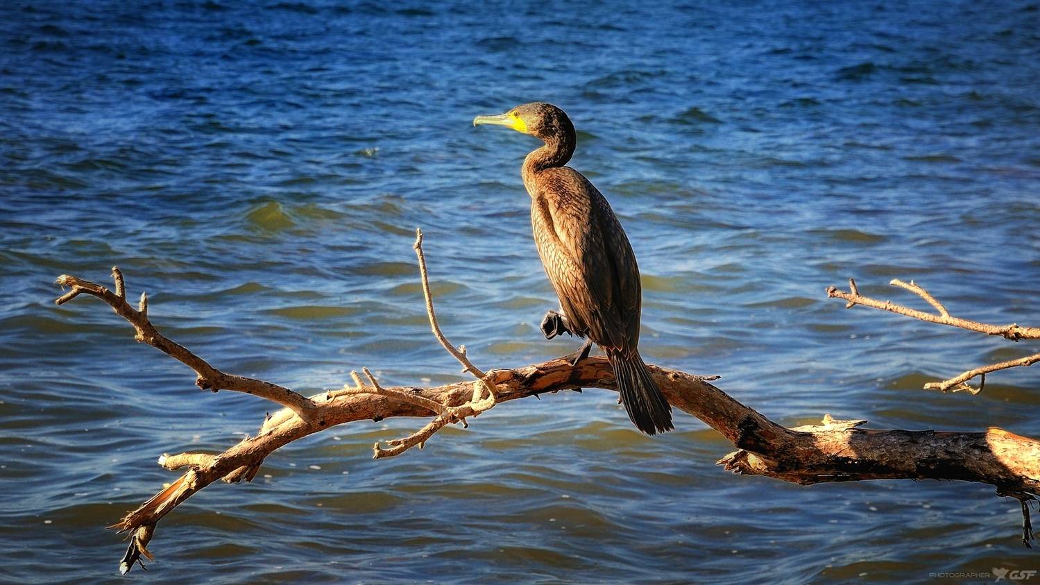 природа море птица баклан дерево животные лето, Serj Master