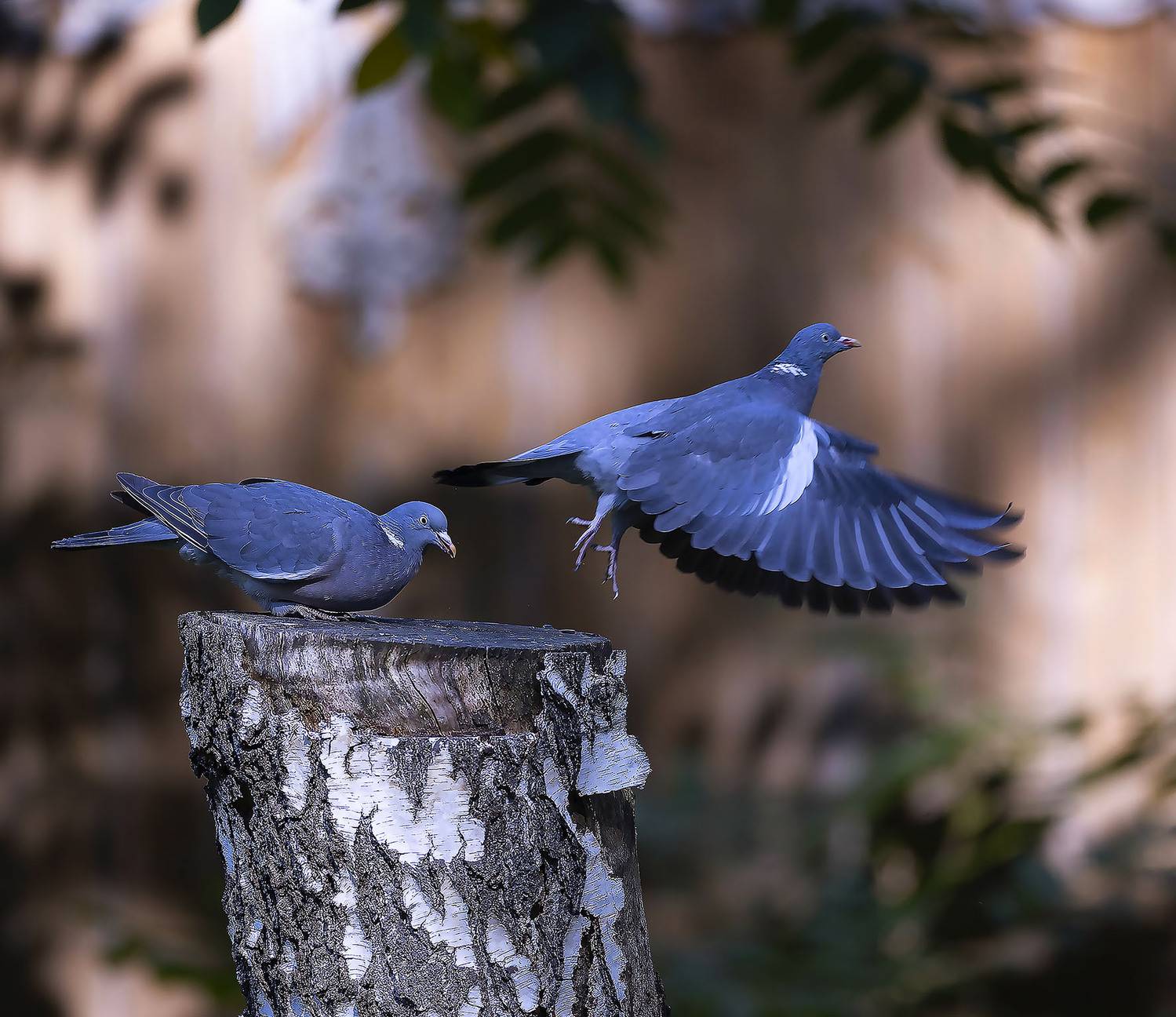 вяхири, взлёт, лес, природа, birds,movement ,beautiful, forest, nature, Юлия Стукалова