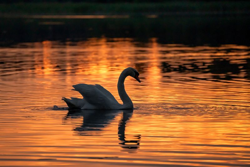 Вечер на озере фото превью