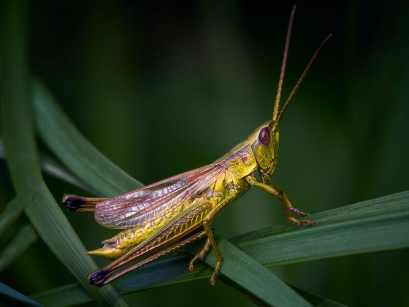 Парадный портрет кузнечика. фото превью