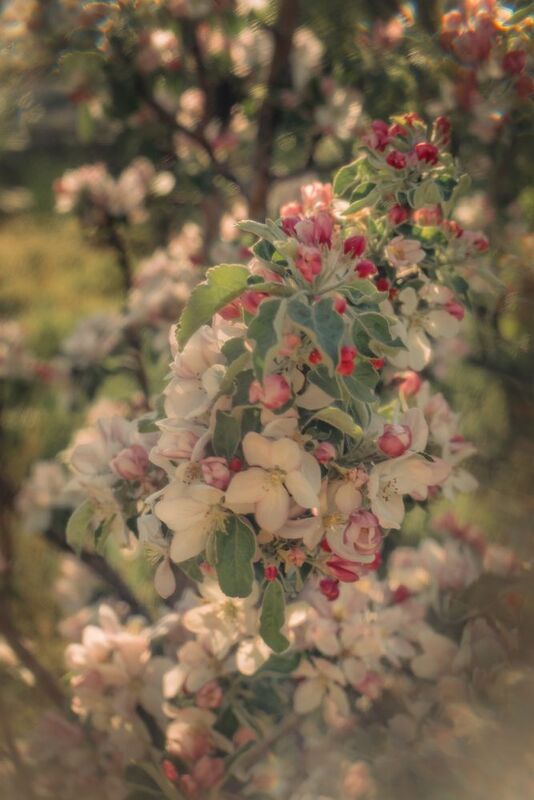 Яблоня в цвету фото превью