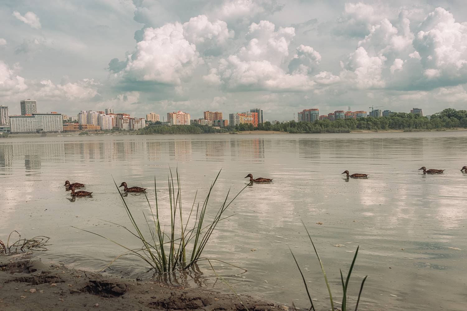 Обь правый берег утки Новосибирск,  Мария