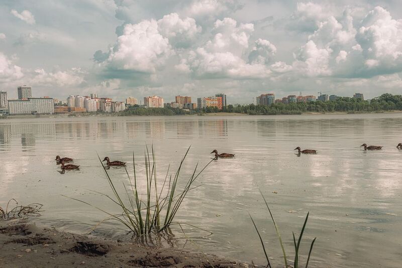 Обь правый берег утки Новосибирск Взгляд на правый берег Новосибирска фото превью