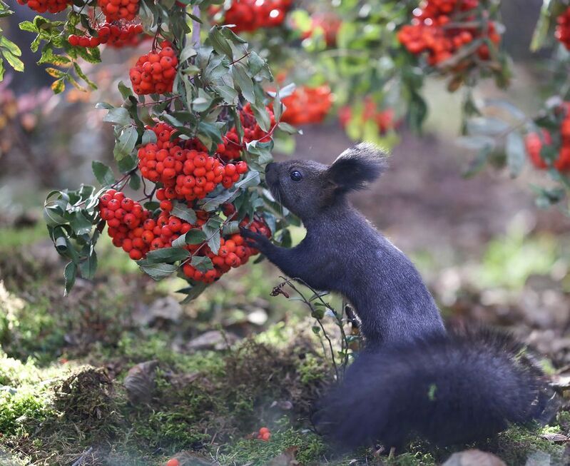 нерюнгри, белка, якутия, дикие_животные, бурундукиибелкилевиной, рябина, осень За рябинкой! фото превью