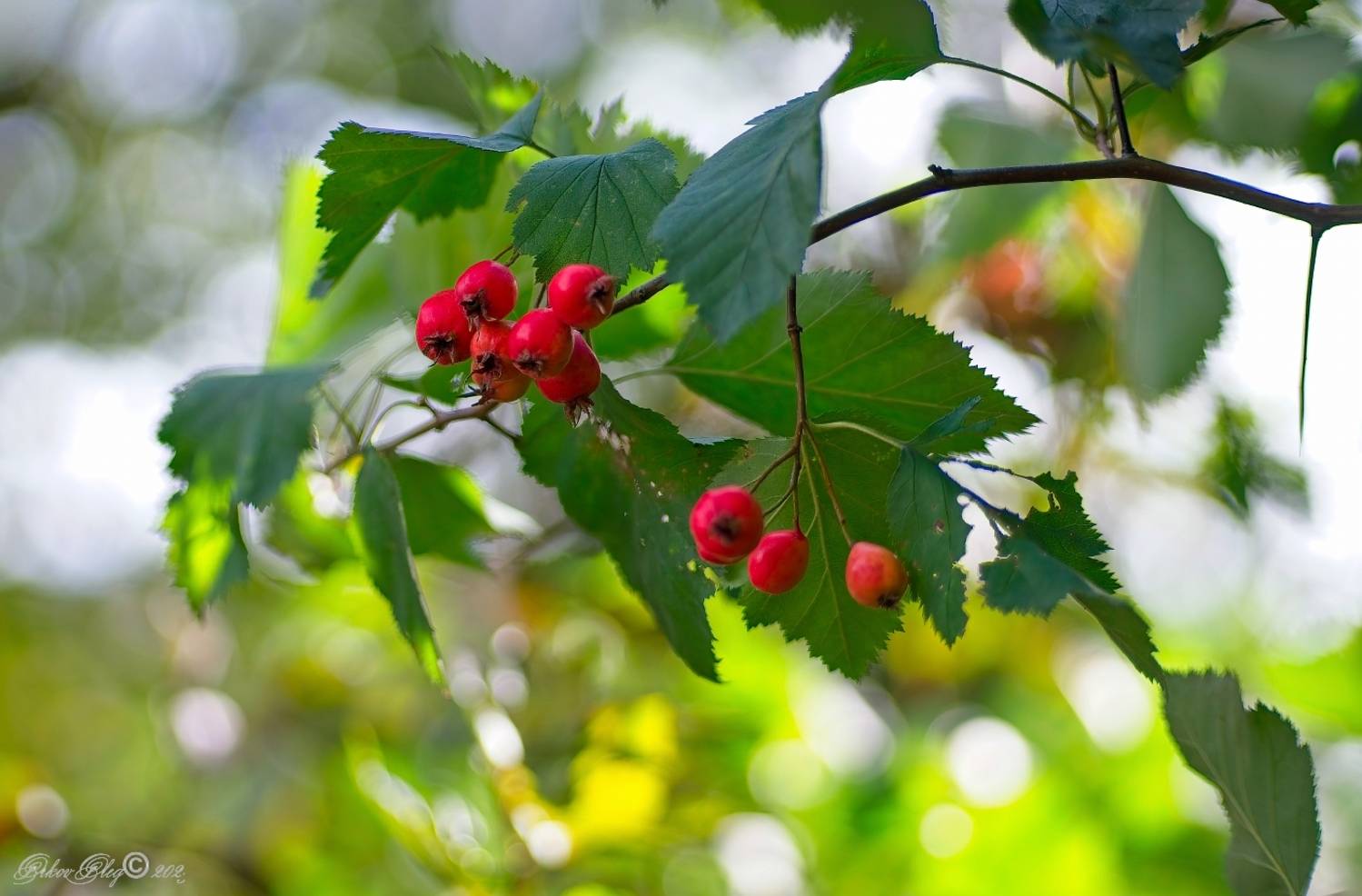 , Орлов Олег