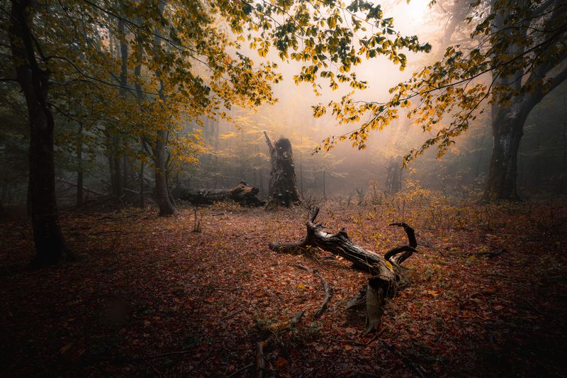 Autumn nostalgia фото превью