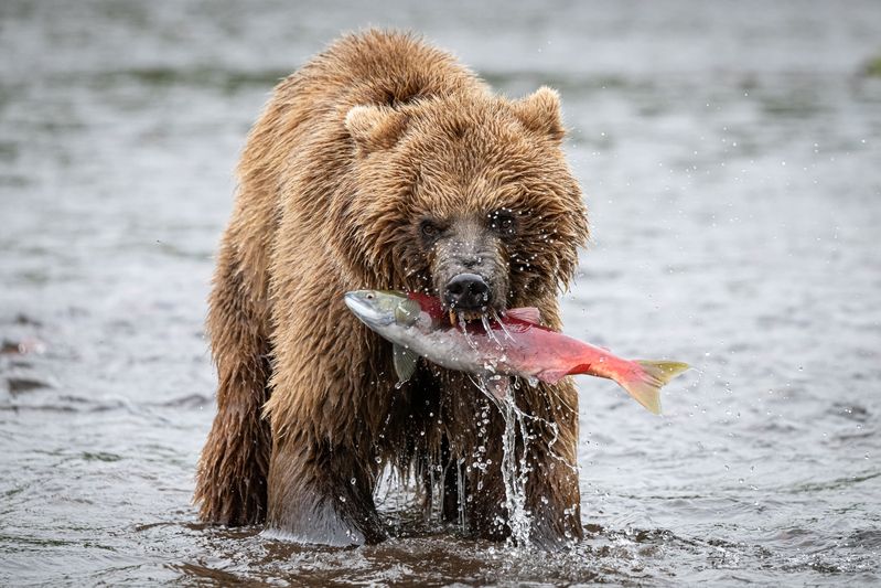 медведь, рыбак, улов, Камчатка, зверь, хищник Дикая природа в действии фото превью