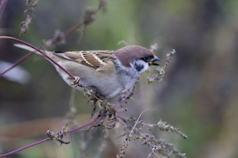 природа Полевой воробей фото превью