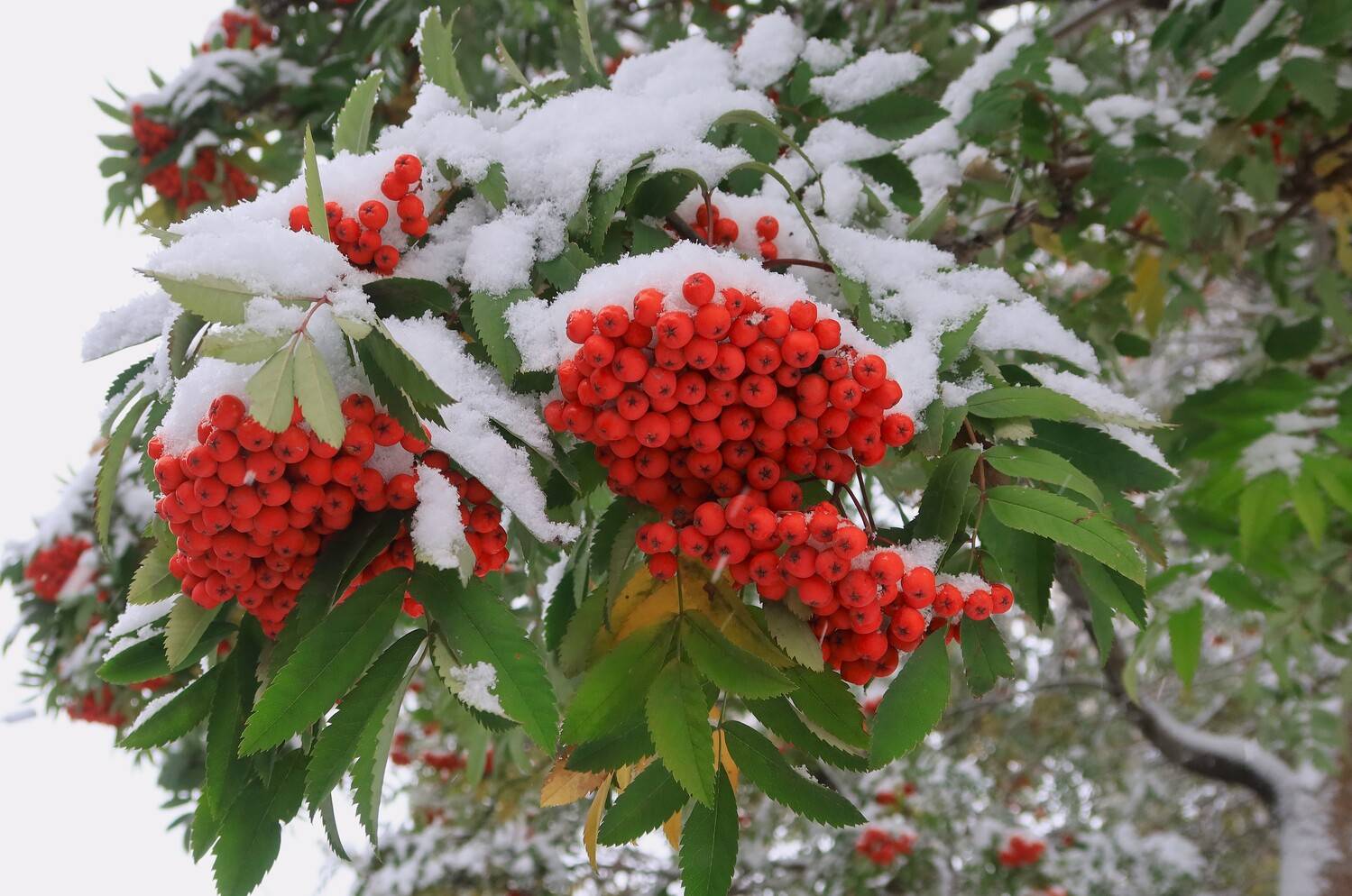 осень,октябрь,снег,рябина,грозди,листья, Козлова Галина