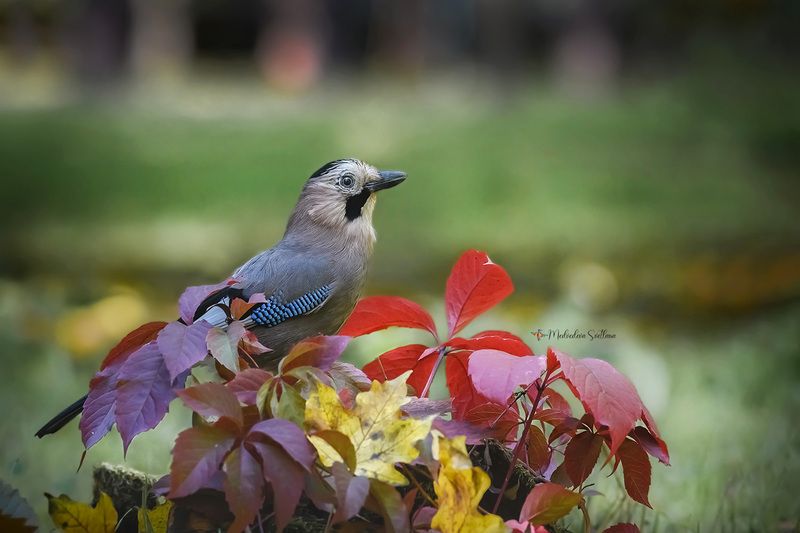 фотоохота, птица, сойка, осень, птицы Вот и осень пришла... фото превью