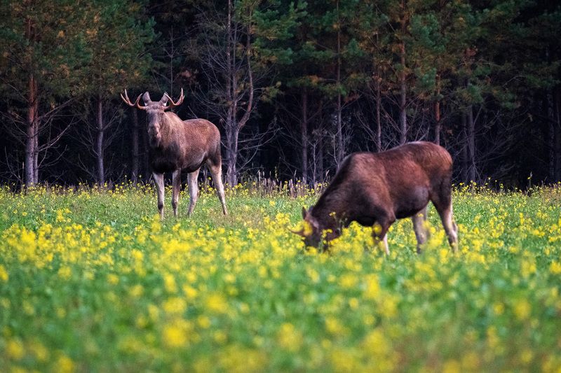 На рапсовом поле фото превью