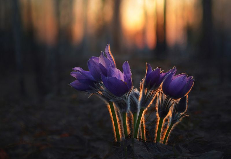 В лучах заходящего солнца фото превью