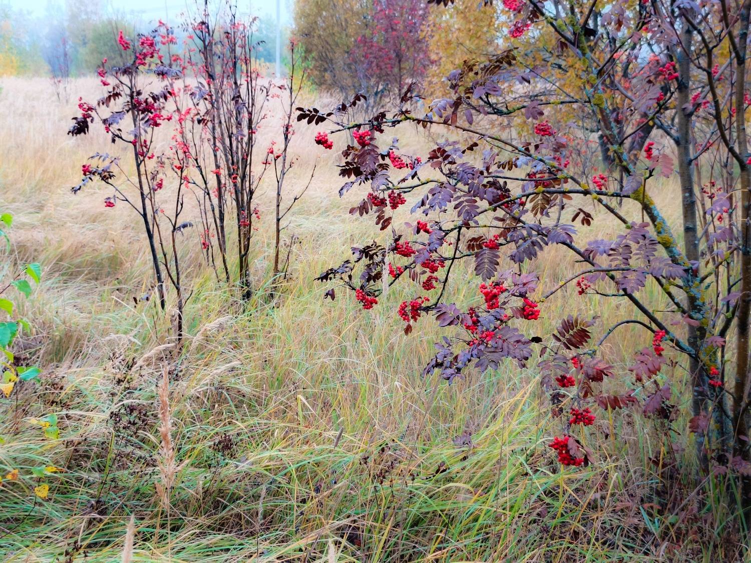 , Кондрашова Светлана