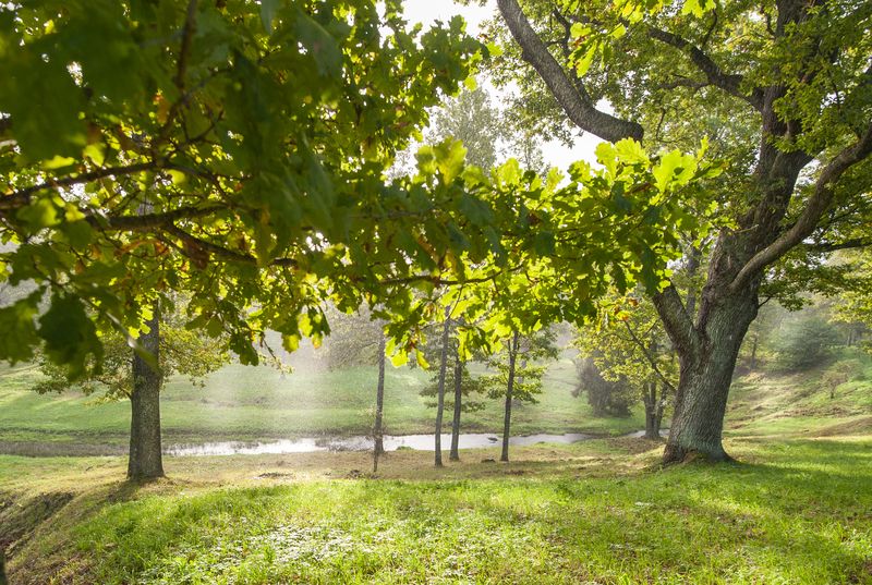 Грибной дождь фото превью